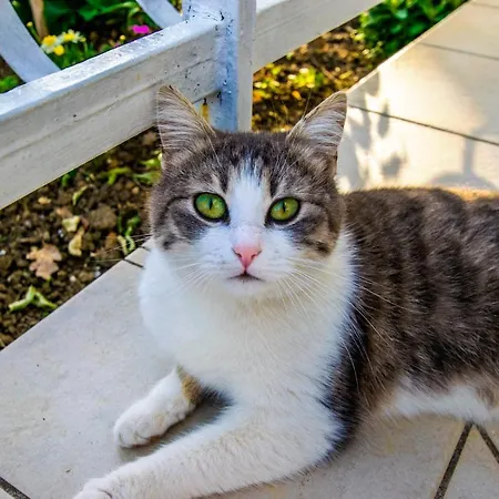 Fontana 3* Starigrad Paklenica